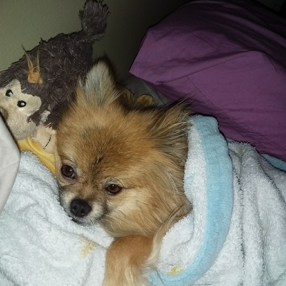 Meet your Posher, Jolynn - Picture 1 of 1